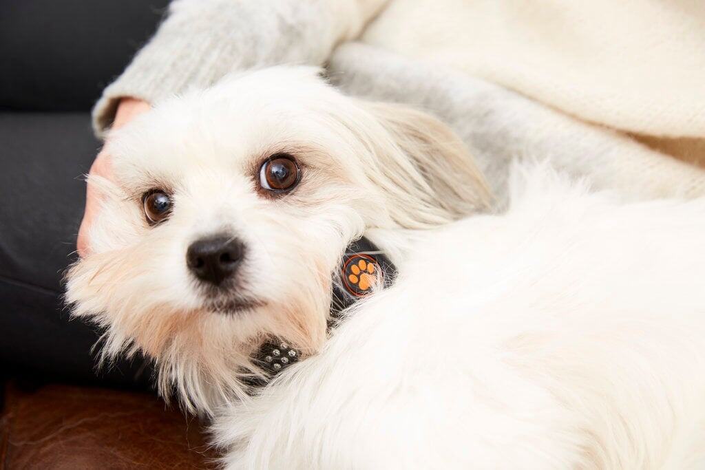 PRESSEMEDDELELSE: Nyt smartwatch til hunde øger livskvaliteten for både kæledyr og ejer