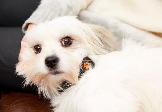 PRESSEMEDDELELSE: Nyt smartwatch til hunde øger livskvaliteten for både kæledyr og ejer