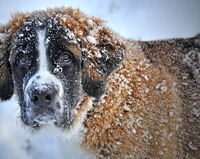PRESSEMEDDELELSE: Kolde morgener venter i februar – hjælp hunden godt gennem vinteren