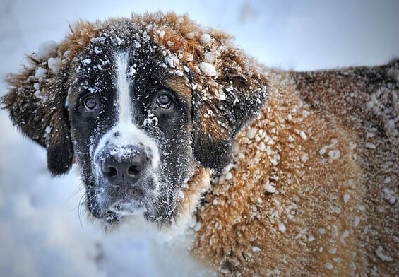 PRESSEMEDDELELSE: Kolde morgener venter i februar – hjælp hunden godt gennem vinteren
