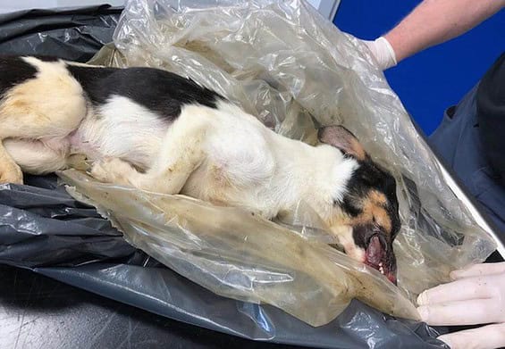 PRESSEMEDDELELSE: Grov vanrøgt – mindst én hund sultet ihjel