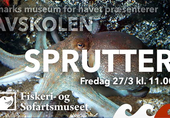 PRESSEMEDDELELSE: Havskolen tilbyder liveundervisning