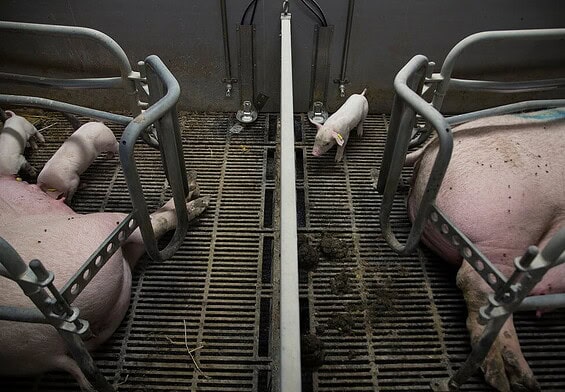 PRESSEMEDDELELSE: 1,3 millioner kræver landbrugsdyr ud af burene