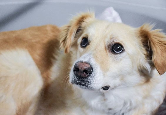 PRESSEMEDDELELSE – Guide: Undgå at hunden får nytårsangst
