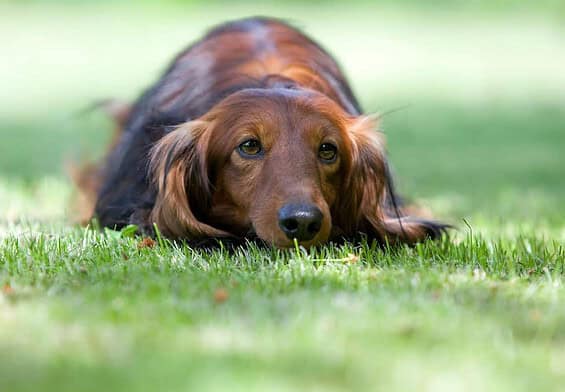 PRESSEMEDDELELSE – Din tilbagevenden til arbejdspladsen kan forårsage stress hos din hund